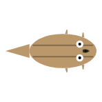 Front Leg Length: Short