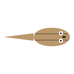 Tail Length: Long